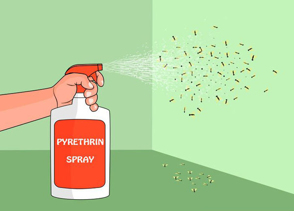 How to Kill Fruit Flies With Sprays – Pest Control & Pest Inspections