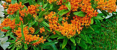 Orange Glory Flower